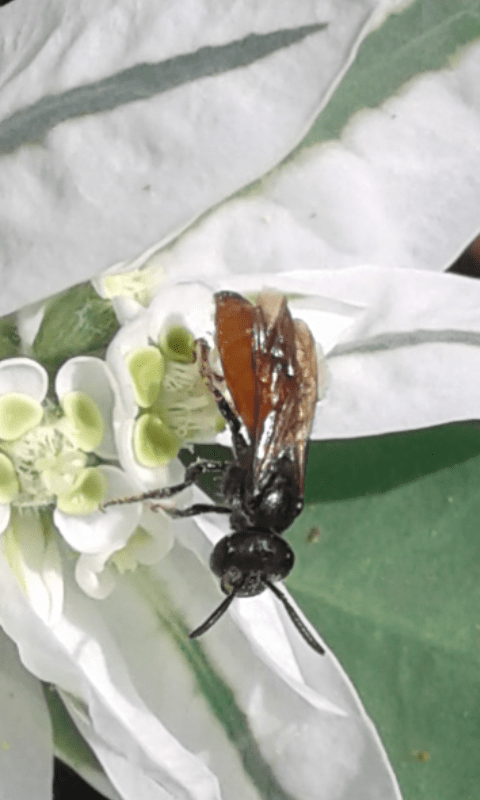 Apidae Halictinae : Sphecodes sp.?